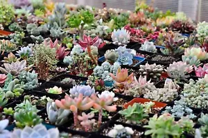 1200 Rare Mixed Succulents Seeds Mini Potted Flower Herb Lithops Seeds - Picture 1 of 8