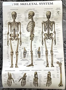 Laminated 18"X27" Anatomy The Skeletal System Poster Used - Picture 1 of 7