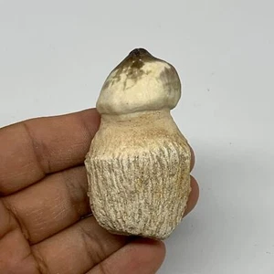 46.9g, 2.5"X1.4"x1" Fossil Globidens phosphaticus (Mosasaur ) Tooth, Cretaceous, - Picture 1 of 12
