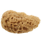 Seaweed Sponge Body Honeycomb Bath Ball Scrubber Algae