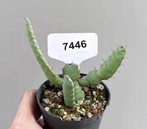 Maceta 8 cm Planta Rara SuculentaViva Euphorbia opuntioides Jardín Aleatorio - Imagen 1 de 6