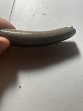 Woolly Rhinoceros Fossil Fang Pleistocene Ice Age