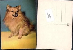 135961,Süsse Hunde Hund  - Picture 1 of 1