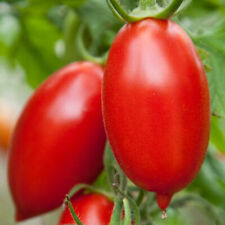 Tomate - pasta Amish - semillas semillas de tomate
