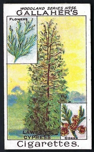 GALLAHER - WOODLAND TREES SERIES - #56 LAWSON'S CYPRESS - Picture 1 of 2