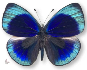 Calithea depuiseti (=leprieuri) Male, A1 , UNMOUNTED butterfly - Picture 1 of 1