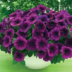 PETUNIA TRAILING PÚRPURA PROFUNDO (1000 SEMILLAS) - Imagen 1 de 1