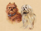 MALTESE AND BRUSSELS GRIFFON CHARMING DOG GREETINGS NOTE CARD LOVELY HEAD STUDY