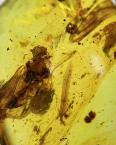 Burmese fossil burmite Cretaceous amber insect feather fossil amber Myanmar - Picture 1 of 6