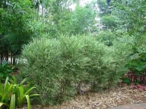 Bambusa Malay Dwarf Variegated Bamboo–10 Division / Starter Plant - Non-Invasive - Picture 1 of 6