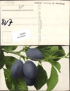 160042,Zwetschken am Baum Pflaumen Obst Früchte - Bild 1 von 1
