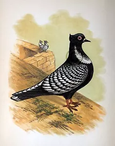 Fancy Pigeon " The Suabian " By James C. Lyell Poster Art 13" X 19" - Picture 1 of 1