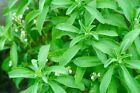  Stevia Rebaudiana  1 lush plant
