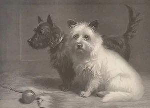 "Póster Estampado en Blanco y Negro TERRIER DOGS GRANDE 16"" x 21" - Imagen 1 de 3