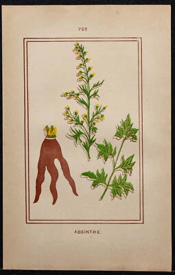 1886 - Absinthe - Botany - Plant Medicine IN Colours - Flower - Bild 1 von 3