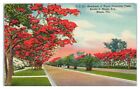 Postcard - Royal Poinciana Trees Border S. Miami Ave In Miami Florida Fl