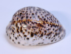 Cypraea Cervus Cowrie Seashell 91mm 3.58" Shell Tigris Tiger Schilderiana Hawaii