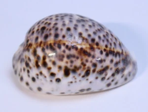 Cypraea Cervus Cowrie Seashell 91mm 3.58" Shell Tigris Tiger Schilderiana Hawaii - Picture 1 of 24