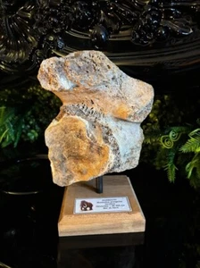 Woolly Mammoth Vertebrae on Stand - Genuine Mammoth Bone Fossil - Picture 1 of 9