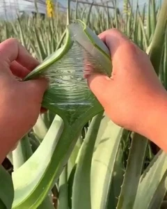 Organic Aloe Vera Leaves 1kg - Fresh + Pure - Picture 1 of 17