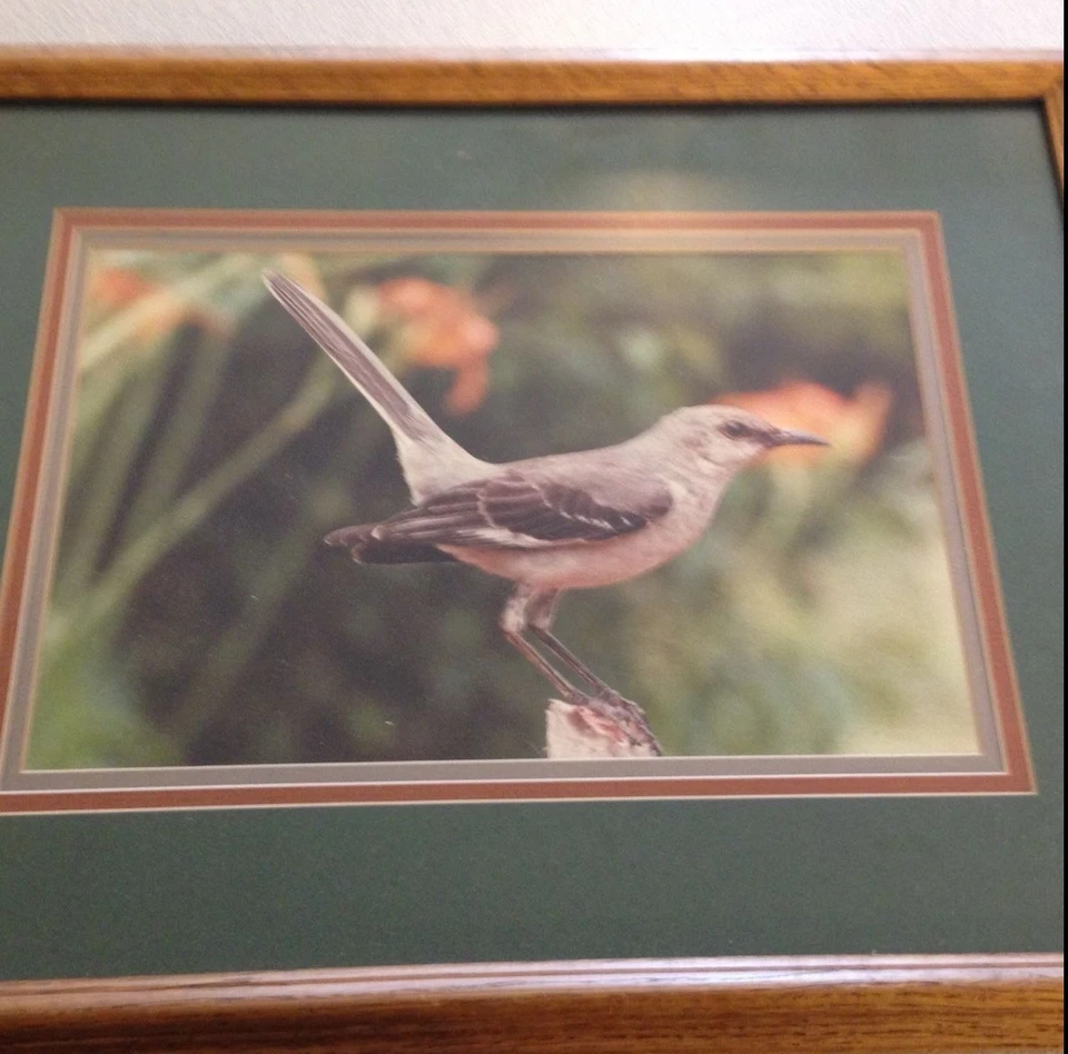 BEAUTIFULLY FRAMED PICTURE OF A PRETTY BIRD SITTING ON A BRANCH RESTING.  - Image 1 of 1