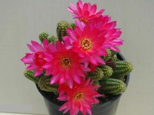 Chamaelobivia (Peanut Cactus) "Violet" Cactus Seeds (100 Seeds) - Picture 1 of 1