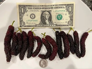 10x Red  Sweet Long Pakistan Mulberry Organic fresh cuttings for graft or rootin - Picture 1 of 10