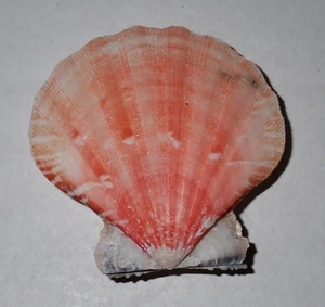 52 mm GREAT PATTERN RED Flexopecten Glaber Seashell #AJ2 From Portugal - Picture 1 of 3