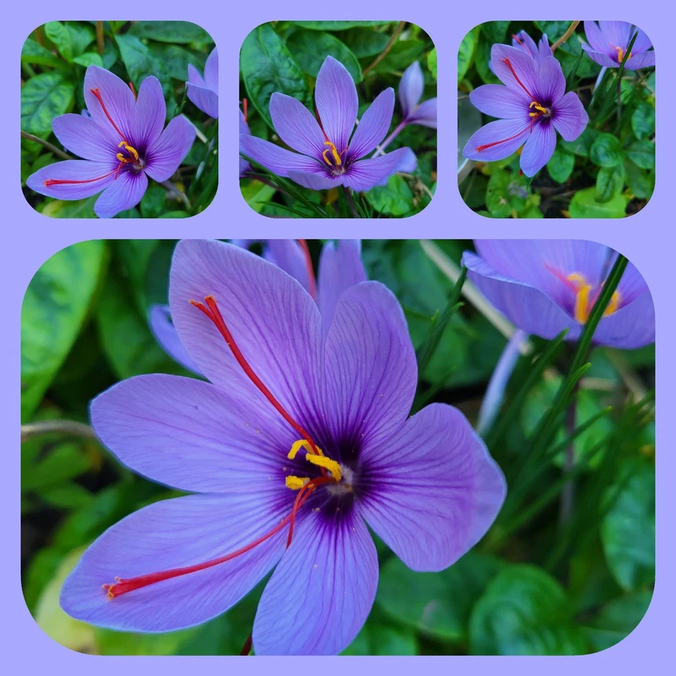 Safran, echter Safran, Gewürz, Crocus sativus, 3 Knollen im Topf, blüht Oktober - Bild 1 von 1