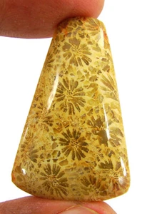 25.10 Ct Natural Fossil Coral Loose Gemstone Cabochon Wire Wrapping Stone- 63041 - Picture 1 of 5