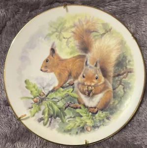 Collector Plate: C J Dams & Co Ltd  Red Squirrel made in England Bone China - Picture 1 of 5