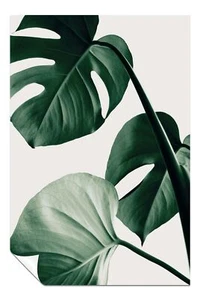 Grüne Monstera Pflanze Blätter künstlerisches Poster Wandkunst Wohnkultur - Bild 1 von 4