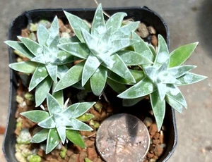 Succulent Plant - Dudleya gnoma 'White Sprite' -Rare Mini! - Picture 1 of 1