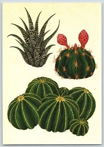 Postal Kew Botanicum Suculentas Y Cactus Cebra Cactus Garra de Cuervo Barril - Imagen 1 de 2