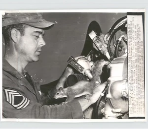 AIR FORCE Technician & Pet SQUIRREL 'Goober' TAMPA Florida 1951 Press Photo - Picture 1 of 2