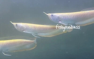 LIVE TROPICAL FISH-yellowish albino Silver Arowana 11-11.5 Inch - Image 1 of 2