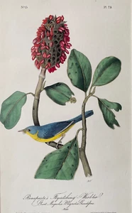 Orig. Bird Art Lithograph Octavo - Nashville Warbler by J.J. Audubon, c1840's - Picture 1 of 7