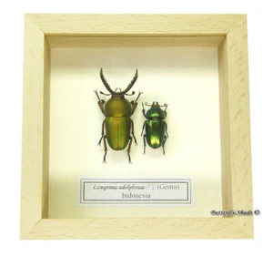 ESCARABAJO MARCO MONTADO REAL - PAR LAMPPRIMA ADOLPHINAE - ESCARABAJO CIERVO VERDE BRILLANTE - Imagen 1 de 3