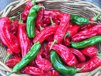 50 semillas orgánicas de pimienta shishito de reliquia - rara pimienta dulce japonesa cero calor Foto 1 de 4