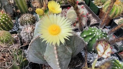 Astrophytum myriostigma (30 seeds) - Image 1 of 3