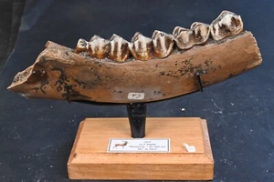 Machoire de cerf elaphe fossile Pléistocéne Mer du Nord 190mm - Foto 1 di 4