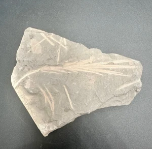 Rare fossil plant - Sphenobaiera schenkii - Australia - Mesozoic ginkgo leaf - Picture 1 of 5