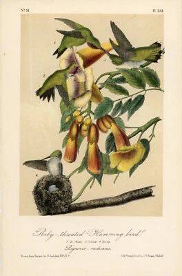 Audubon Ruby Throated Humming Bird Pl 253 - Birds Of America Lockwood Edition - Image 1 of 3