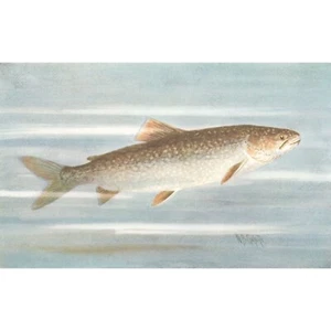 Original c1908 Antique Color Print - LAKE TROUT - W.B. Gillette - Picture 1 of 2