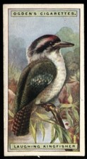 Tobacco Card, Ogdens, FOREIGN BIRDS, 1924, Laughing Kingfisher, #28