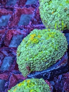 WYSIWYG RARE Citrus Drop Hybrid Bounce Mushroom Rainbow Shroom OG Live Coral Zoa - Picture 1 of 1