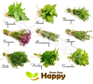 🌱Herb Seeds - Melissa Basil Thyme Chives Dill Parsley Indoor Outdoor 53 species - Afbeelding 1 van 62
