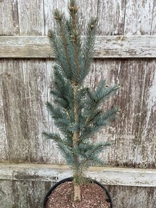 Picea pungens 'Iseli Fastigiate' Tree | Blue Colorado Spruce | 7L 🇬🇧 UK Grown - Picture 1 of 8