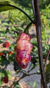 Black Phantom Purple Peach Pepper Seeds - Rare Exotic Hot Pepper Variety - Bild 1 von 10