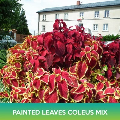 Painted Leaves Coleus 混合种子 — 第 1/2 张图片